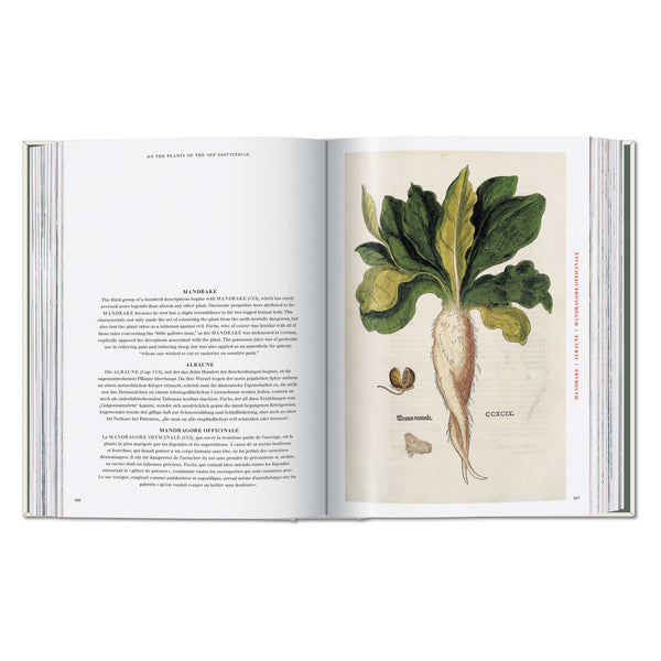 The New Herbal – hand-colored botanical plate (6)