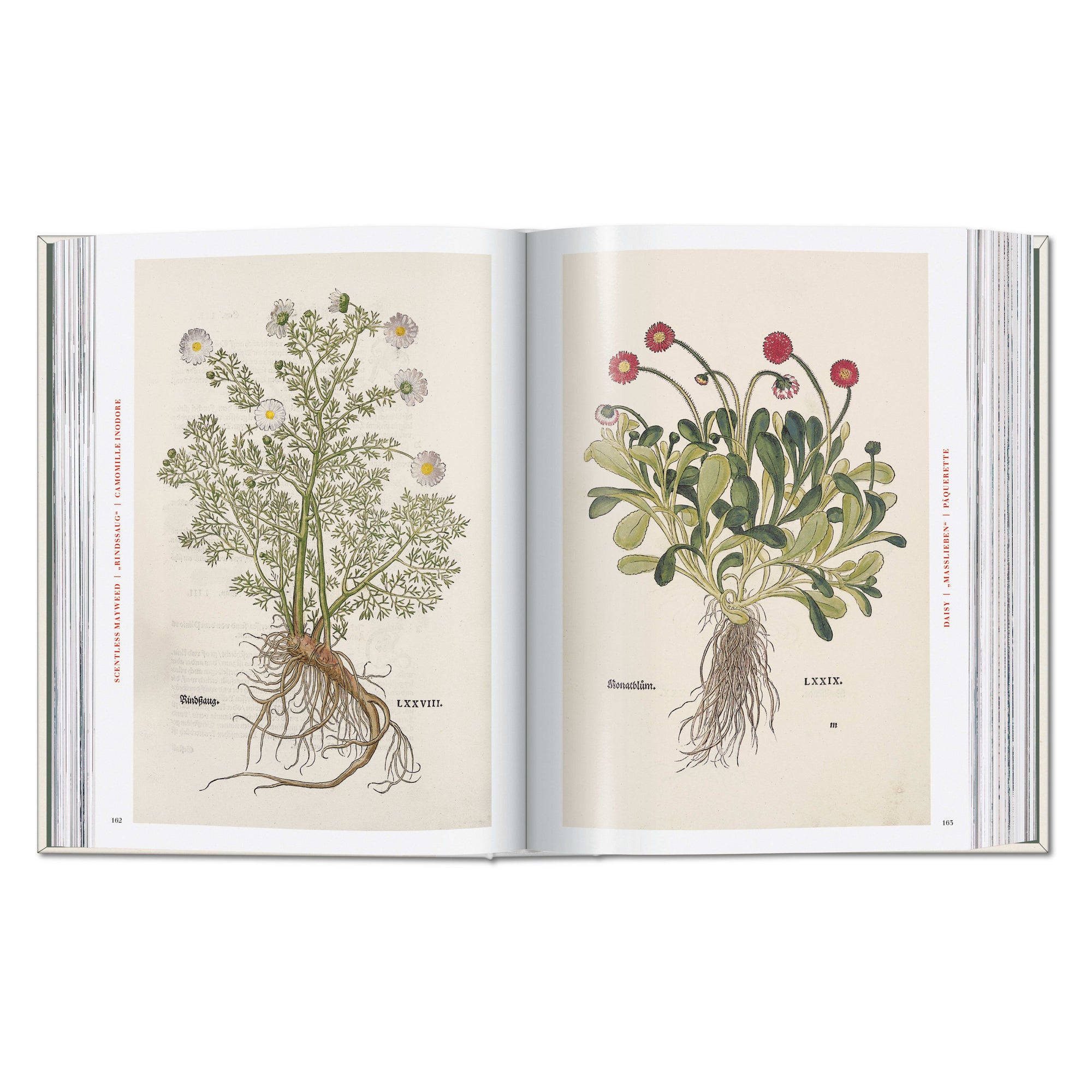 The New Herbal – hand-colored botanical plate (4)
