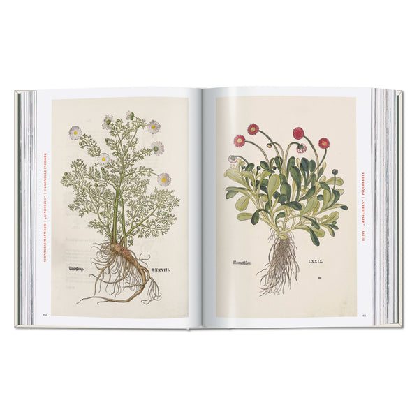 The New Herbal – hand-colored botanical plate (4)