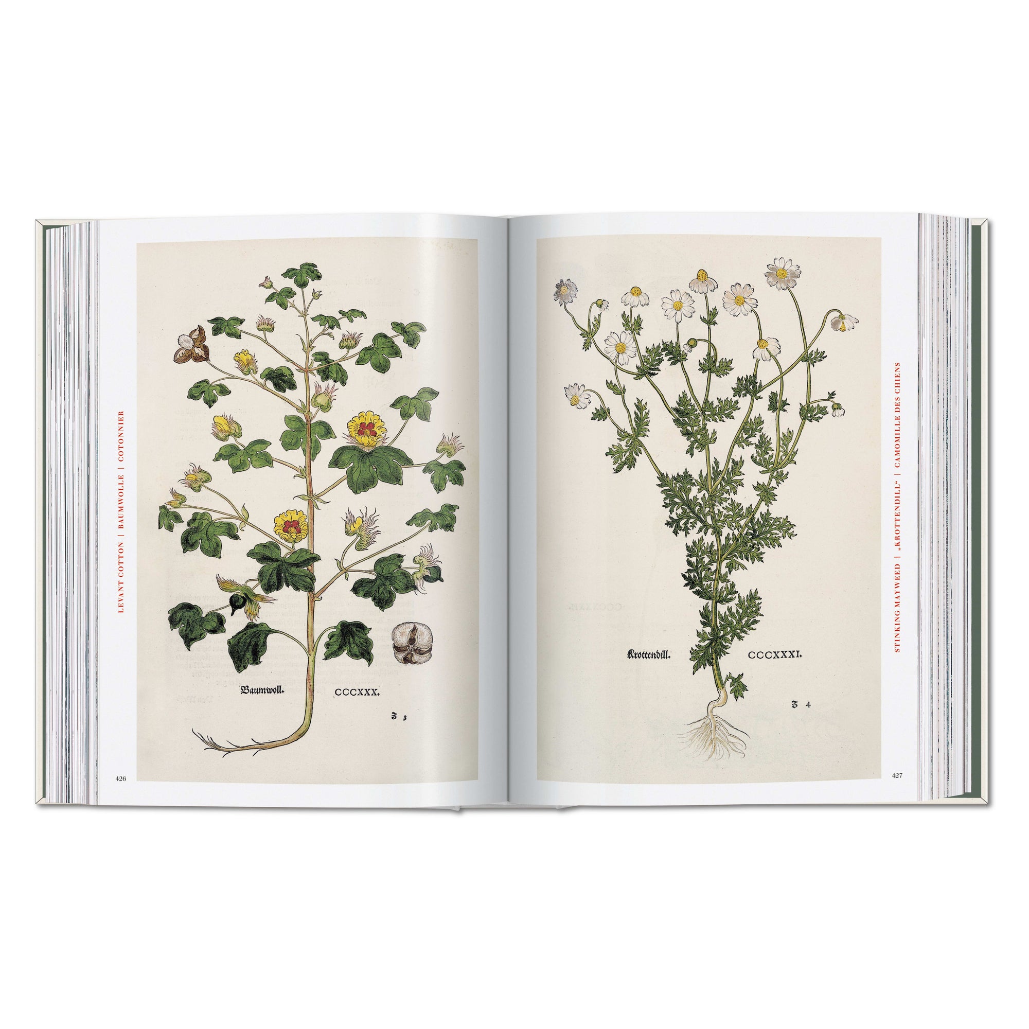 The New Herbal – hand-colored botanical plate (7)