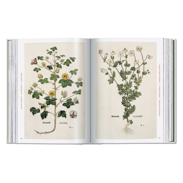 The New Herbal – hand-colored botanical plate (7)
