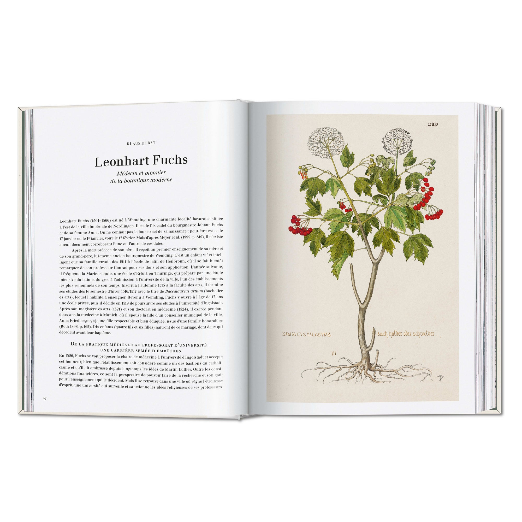 The New Herbal – hand-colored botanical plate (2)