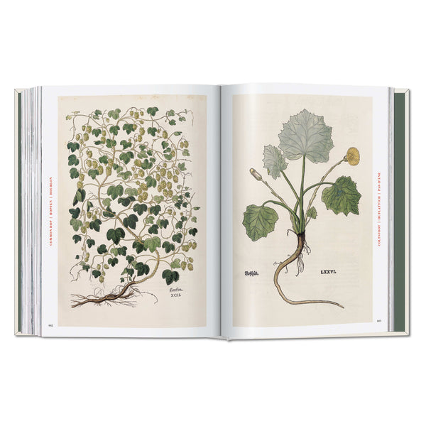 Leonhart Fuchs. The New Herbal (German, French, English)