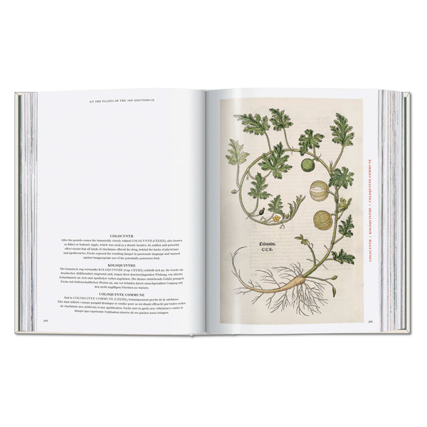 The New Herbal – hand-colored botanical plate (5)